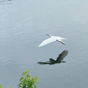 Great-Performances_Covid-Reflection_credit-Liz-Neumark_Egret