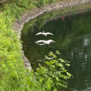 Great-Performances_Covid-Reflection_credit-Liz-Neumark_Egrets-1