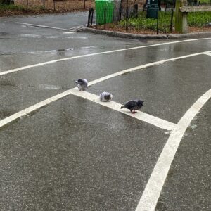 Great-Performances_Covid-Reflection_credit-Liz-Neumark_Quiet-Streets-Pigeon