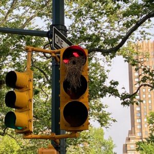 Great-Performances_Covid-Reflection_credit-Liz-Neumark_Signal-Light-Birds-Nest
