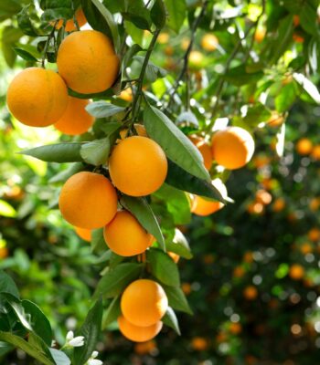 Great-Performances_Summer-Cocktails-2023_Oranges_Main-Squeeze